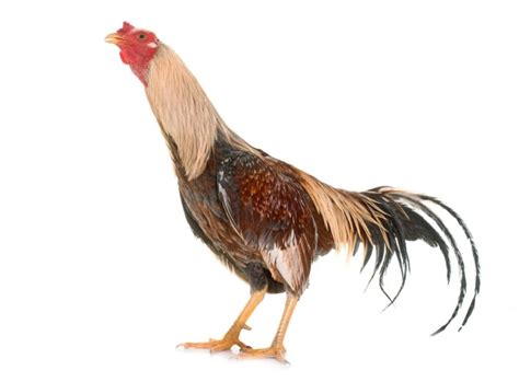 cockfighting breeds|Ultimate Guide to 15 Best Fighting Rooster and Gamefowl Breeds.